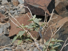 Chrozophora oblongifolia