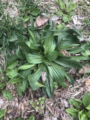 Plantago