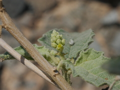 Chrozophora oblongifolia