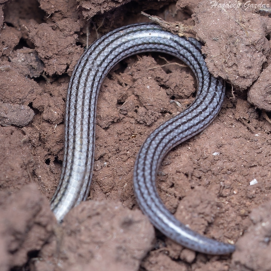 Lined Supple Skink from Mahindra Colony, Bajrang Wada, Igatpuri ...