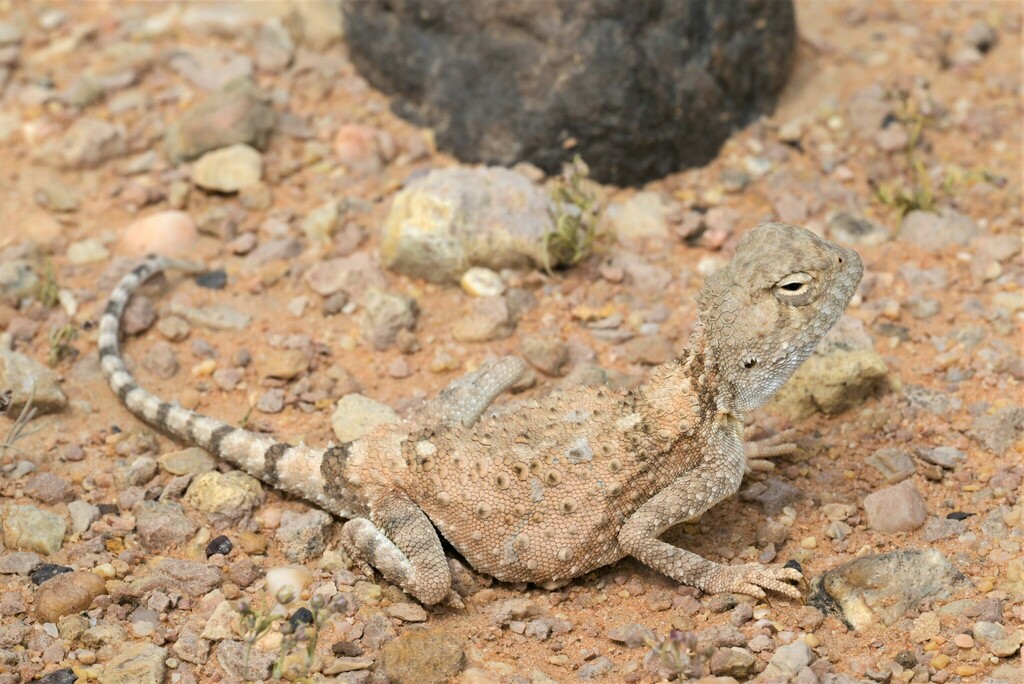 North Arabian Plain Agama