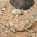 North Arabian Plain Agama - Photo no rights reserved, uploaded by Marius Burger