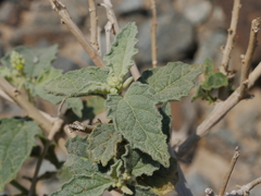 Chrozophora oblongifolia
