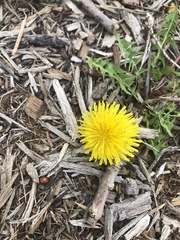 Taraxacum