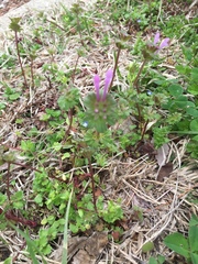 Lamium amplexicaule