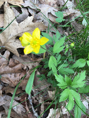 Ranunculus hispidus