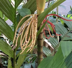 Pinanga coronata