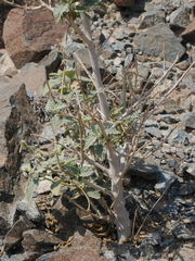 Chrozophora oblongifolia