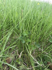 Trifolium repens