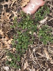Lamium purpureum