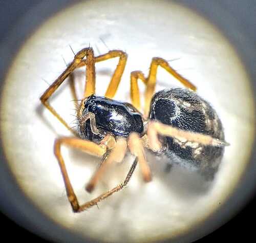 Obscuriphantes obscurus