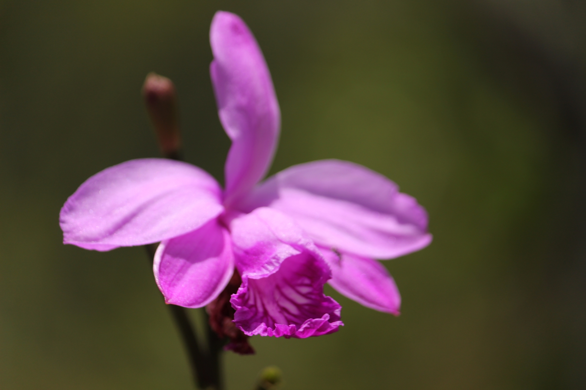 Imagem de Orquídea-do-brejo
