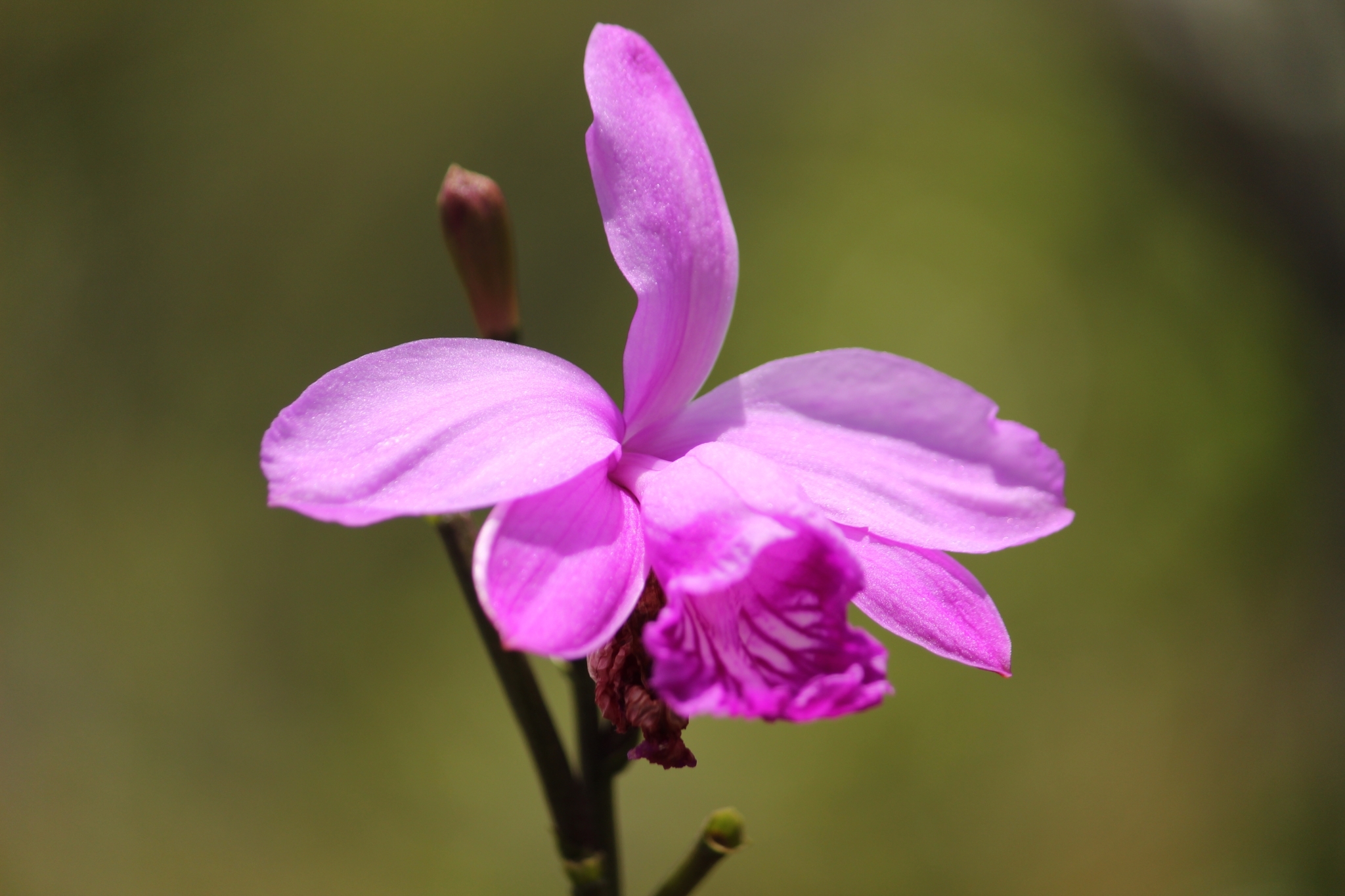 Imagem de Orquídea-do-brejo