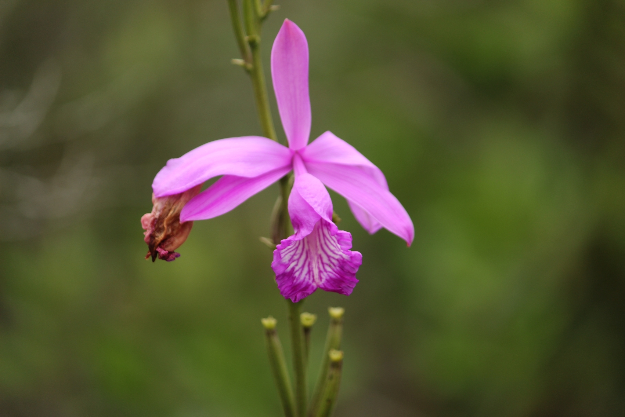 Imagem de Orquídea-do-brejo