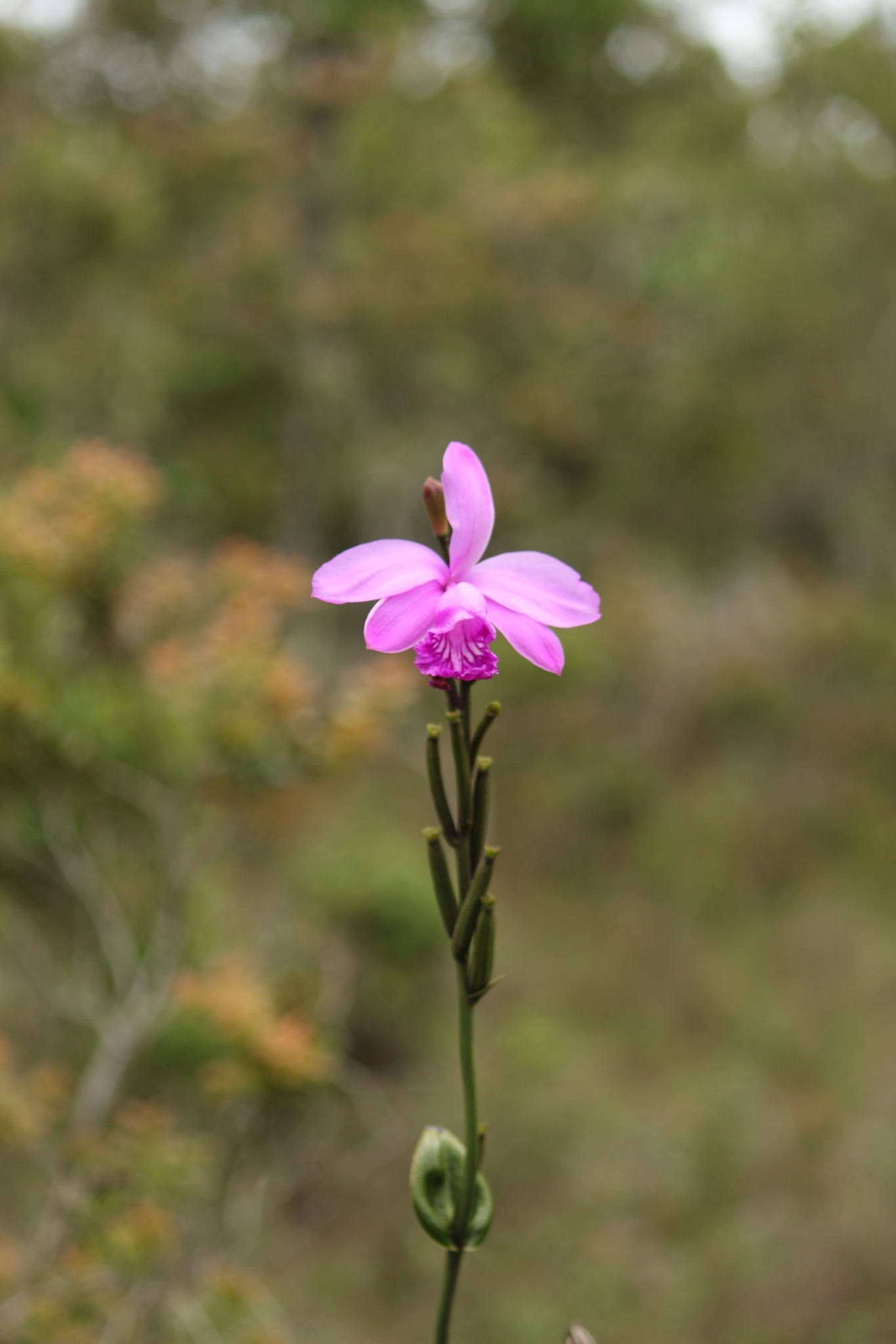 Imagem de Orquídea-do-brejo
