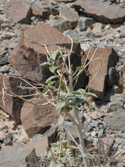 Chrozophora oblongifolia