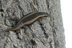 Trachylepis spilogaster