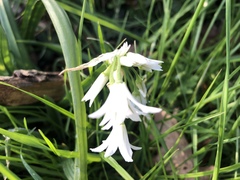 Hyacinthoides non-scripta
