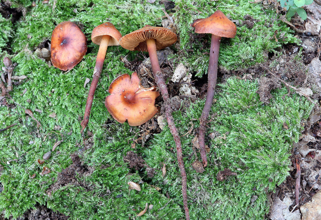 Phaeocollybia jennyae
