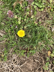 Taraxacum