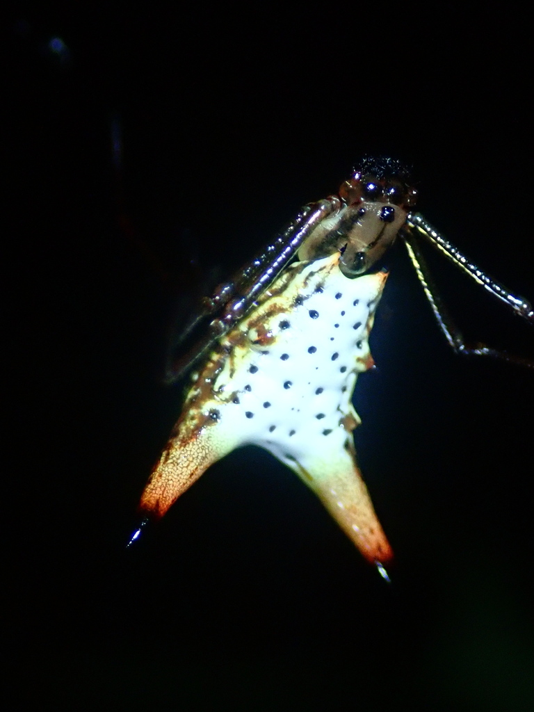 orb weavers