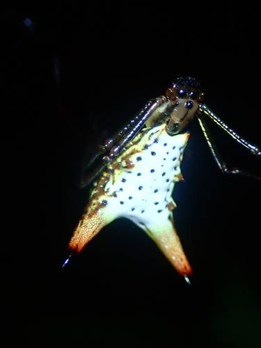 orb weavers
