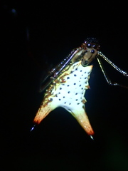 Orb weavers