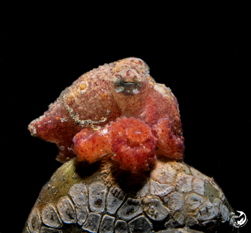 East Pacific Red Octopus photographed in Washington