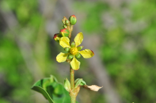 Galphimia brasiliensis