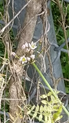 Allium neapolitanum