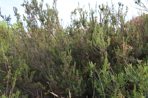 Image of Common Glandular Heath (Erica glandulosa) by (c) Tony Rebelo, some rights reserved (CC BY-SA)