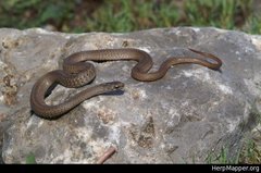 Storeria hidalgoensis