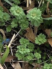 Lamium amplexicaule