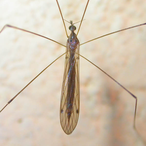 Helius pallirostris