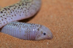 Zarudnyi's Worm Lizard photo 4