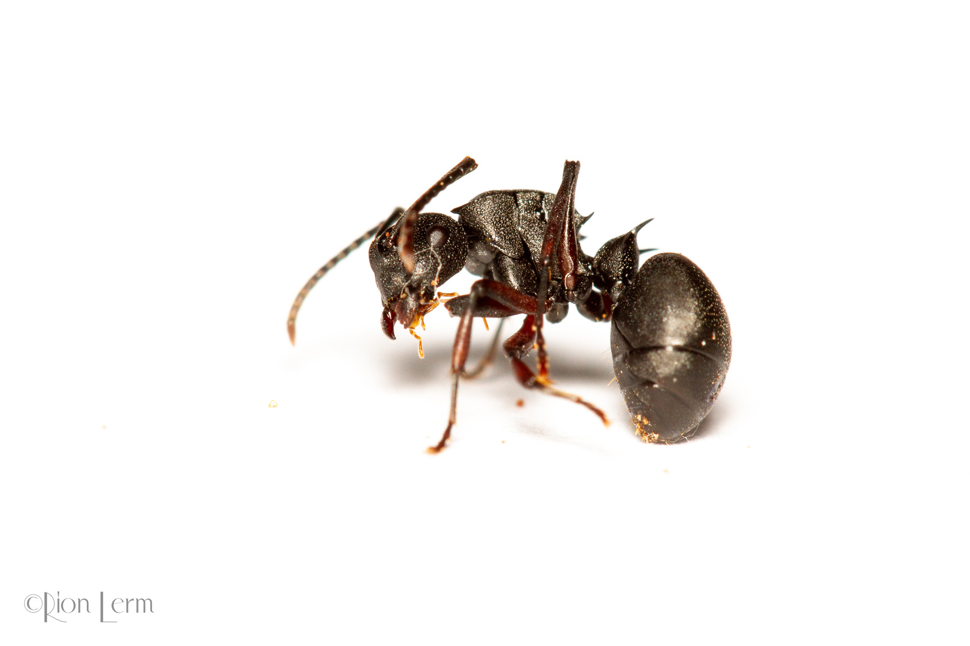 Polyrhachis cubaensis