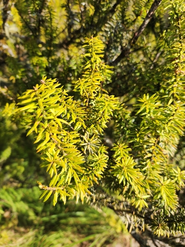 Image of Podocarpus acutifolius by (c) Archie, some rights reserved (CC BY)