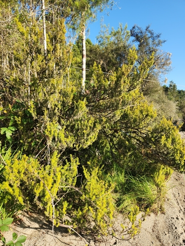 Image of Podocarpus acutifolius by (c) Archie, some rights reserved (CC BY)