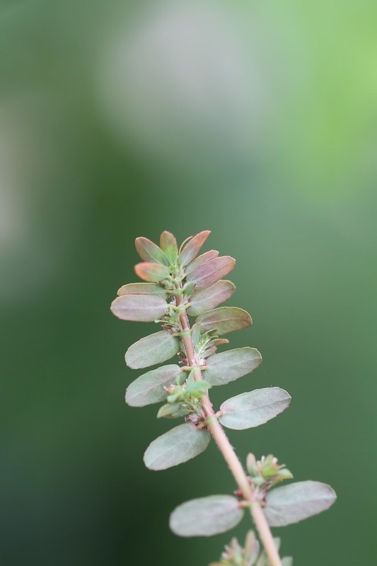 Euphorbia thymifolia