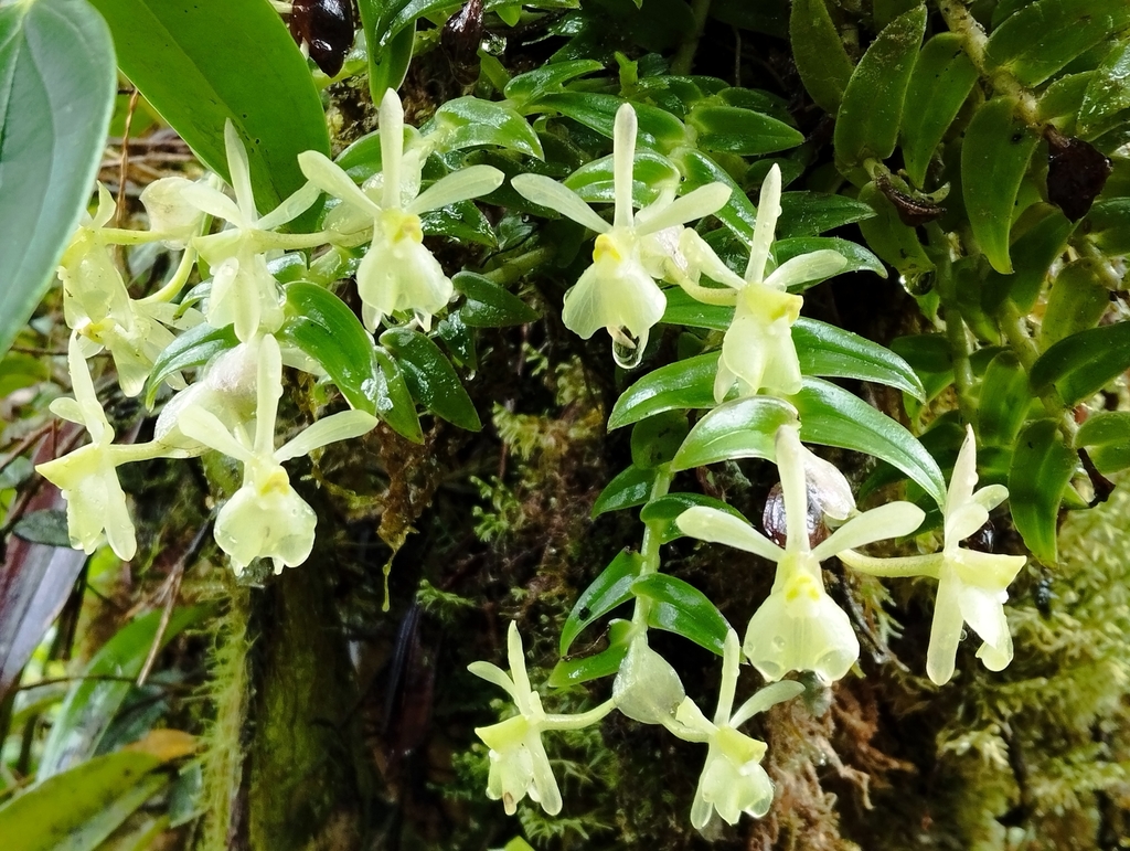 Epidendrum falcivesicicaule