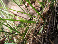 Anthoxanthum australe