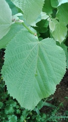 Tilia × europaea