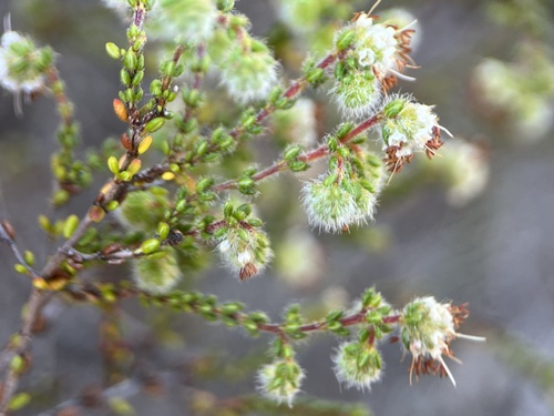Image of Erica globiceps by (c) Charleen Brunke, some rights reserved (CC BY)