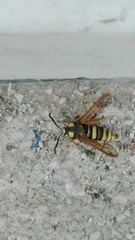 Sesia apiformis