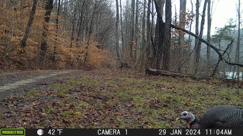 Wild Turkey photographed in Kentucky