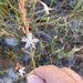 Trachyandra brachypoda - Photo (c) Linda Hibbin,  זכויות יוצרים חלקיות (CC BY-NC), הועלה על ידי Linda Hibbin