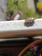 Rhaphigaster nebulosa