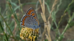 Lycaena thersamon