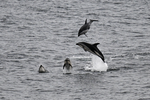 Dusky Dolphin (Aethalodelphis obscurus)