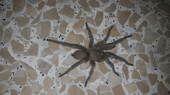 Chaetopelma olivaceum